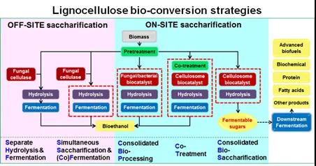木质纤维素整合生物糖化新策略 我国科学家推动生物质转化应用与发酵过程优化
